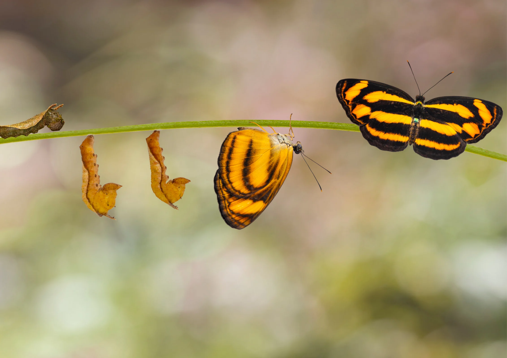 The Physiology of Change: When Your Brain Mistakes Uncertainty for Danger