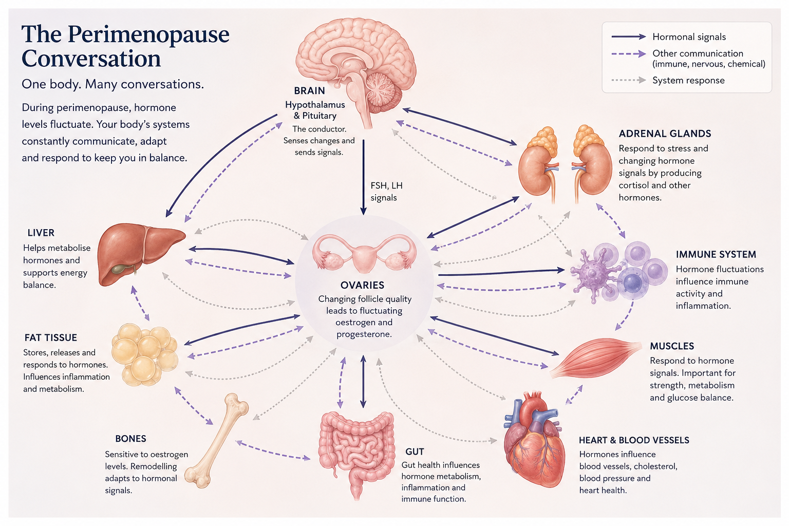 The Physiology of perimenopause: A Time of Extraordinary Adaptation